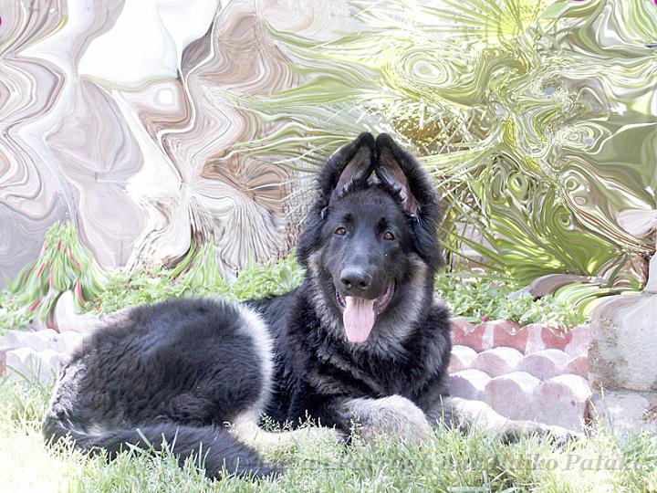 Kormos_2007-05_5M3_Art.jpg - Kormos - Five Months Old Shiloh Shepherd