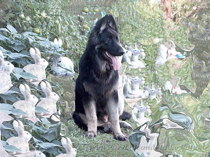 Kormos_2007-06_6M9_Art.jpg - Kormos - Six Months Old Shiloh Shepherd