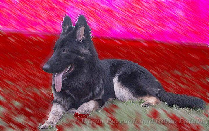 Kormos_2007-08-32W20_Art.jpg - Kormos - Eight Months Old Shiloh Shepherd