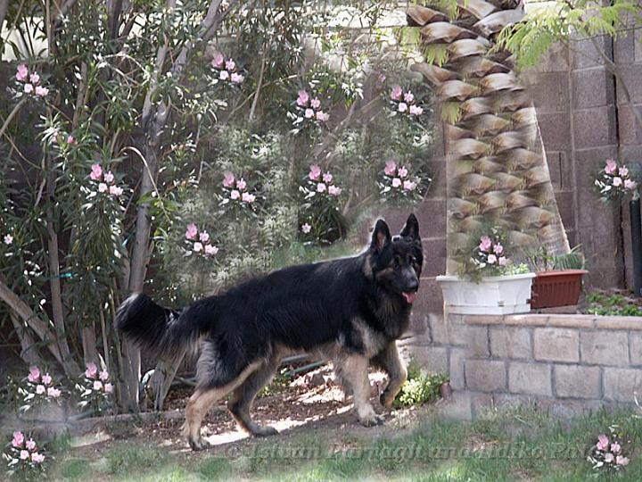 Kormos_2008-06_18M7_Art.jpg - Kormos - Eighteen Months Old Shiloh Shepherd