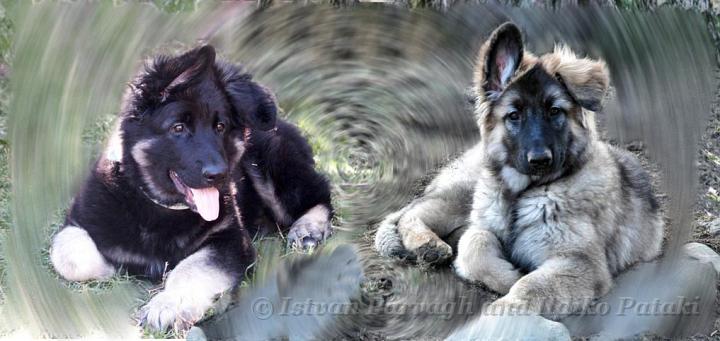 Kormos_Jet_Art.jpg - Kormos Shiloh Shepherd and Sister Jet