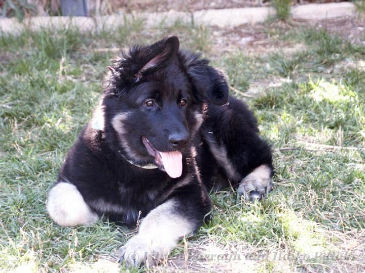 Kormos_2007-03_11WeeksOld.jpg - Kormos Shiloh Shepherd - Eleven Weeks Old