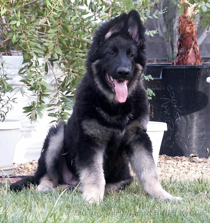 Kormos_2007-04_4Months.jpg - Kormos Shiloh Shepherd - Four Months Old