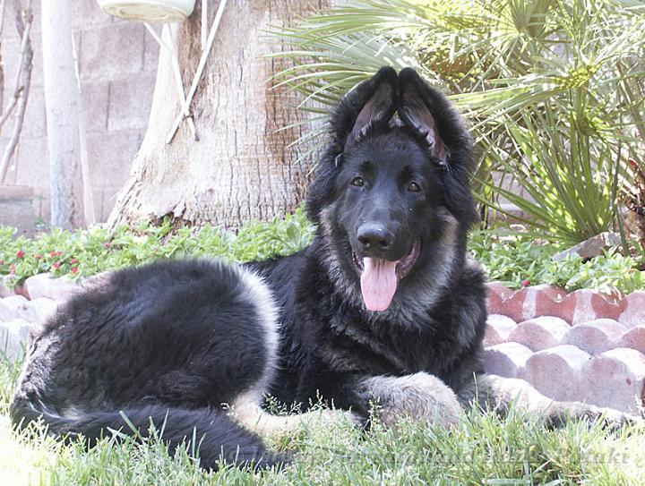 Kormos_2007-05_5Months.jpg - Kormos Shiloh Shepherd - Five Months Old