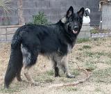 Kormos_2008-01_13Months23_