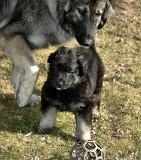 Kormos_MotherShelby_2007-01_6WeeksOld_PA7