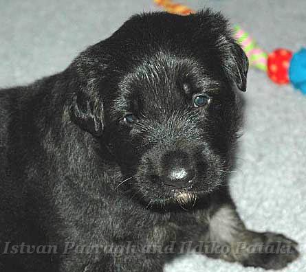 Kormos_2007-01_3WeeksOld.jpg - Kormos Three Weeks Old 8lb 9oz