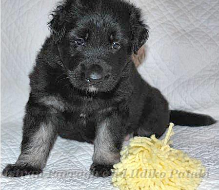 Kormos_2007-01_4WeeksOld.jpg - Kormos Four Weeks Old 11lb 9oz