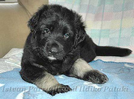 Kormos_2007-01_5WeeksOld.jpg - Kormos Five Weeks Old 15lb