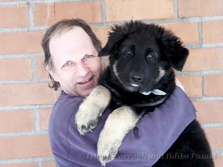 Kormos_2007-03_11W1.jpg - Istvan and Kormos - Three Month Old Shiloh Shepherd