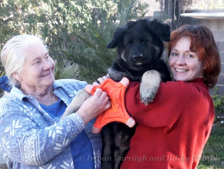 Kormos_2007-03_11W2.jpg - Mama Ildi and Kormos - Three Month Old Shiloh Shepherd