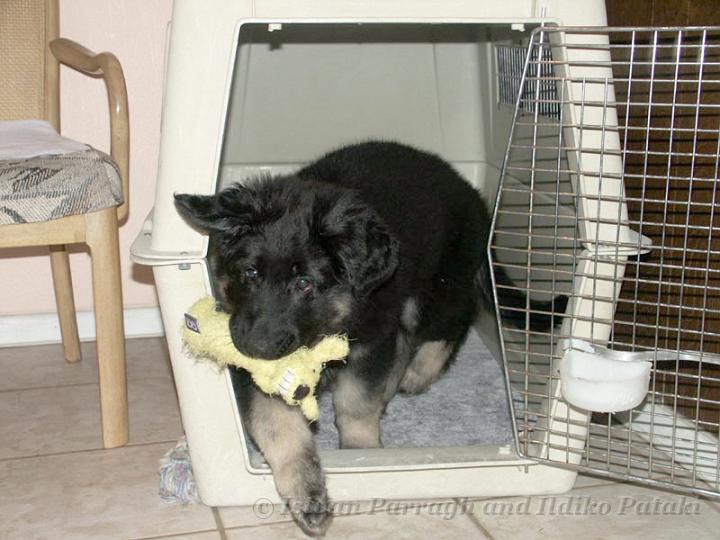 Kormos_2007-02_9W20.jpg - Kormos - Shiloh Shepherd - Nine Weeks Old - Rescuing his Buddy