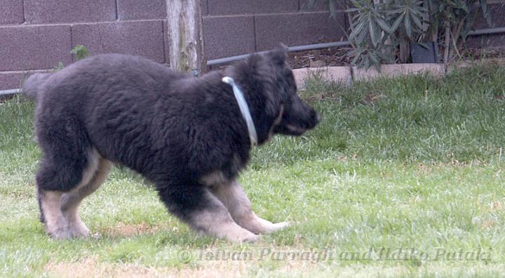 Kormos_2007-03_14W25.jpg - Kormos - Shiloh Shepherd - Fourteen Weeks Old - Playing Cat and Mouse Game