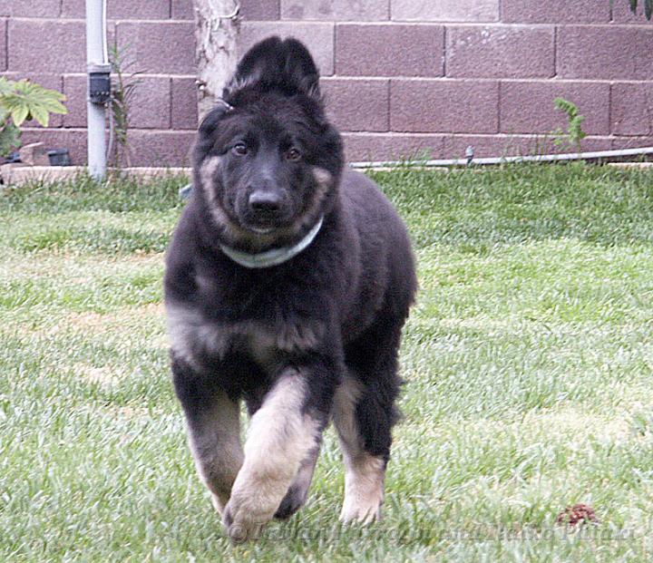 Kormos_2007-03_14W8.jpg - Kormos - Shiloh Shepherd - Eleven Weeks Old - Galloping with the crown high