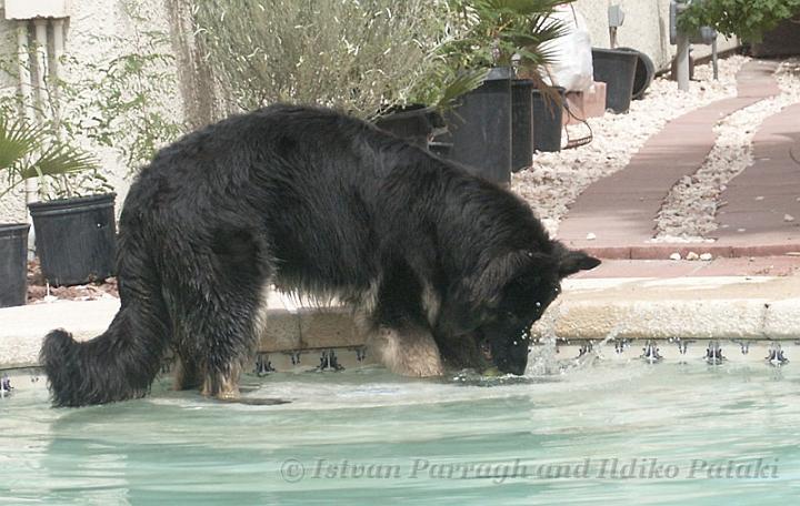 Kormos_2007-08_8M19.jpg - Kormos - Shiloh Shepherd - Eight Months Old - Playing in the water