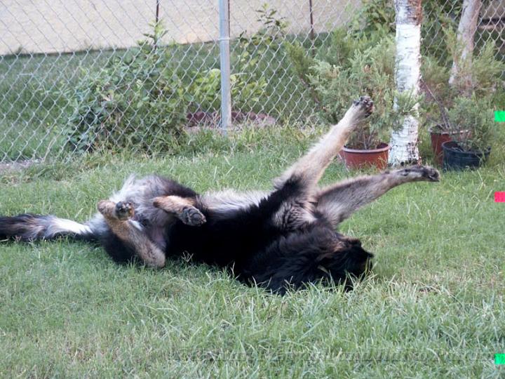 Kormos_2007-09_9M17.jpg - Kormos - Shiloh Shepherd - Nine Months Old - Stretching