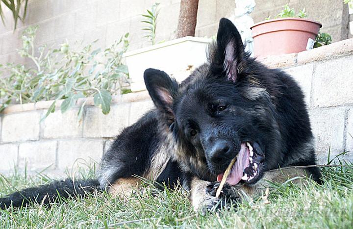 Kormos_2007-10_10M3.jpg - Kormos - Shiloh Shepherd - Ten Months Old - Chewing on a stick