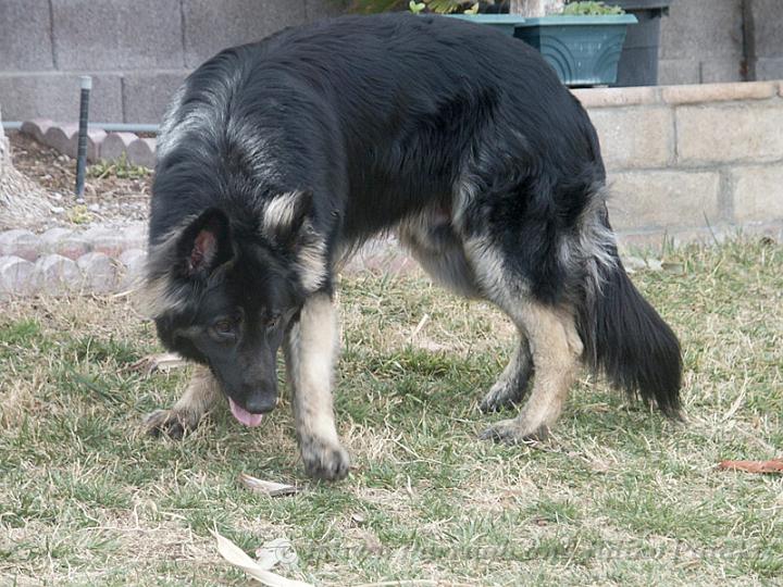 Kormos_2008-01_13M20.jpg - Kormos - Shiloh Shepherd - Thirteen Months Old - Playing with Palm Tree Branch