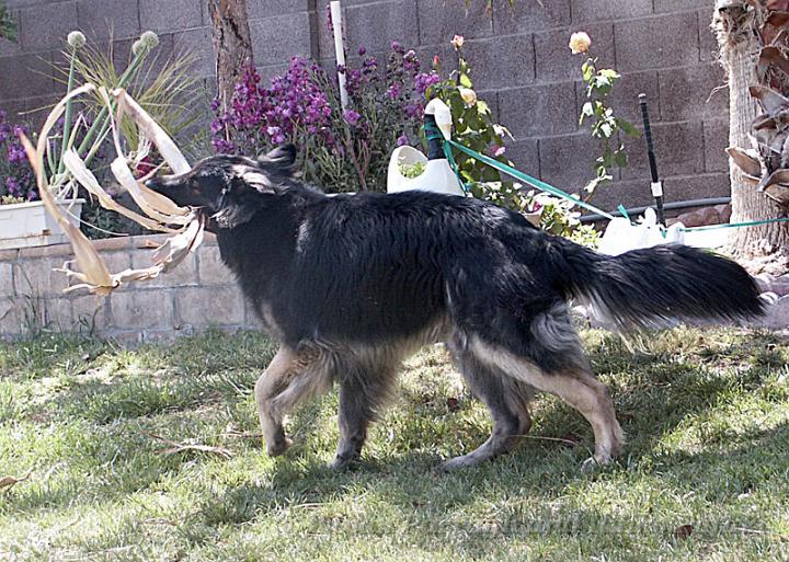 Kormos_2008-04_16M5.jpg - Kormos - Shiloh Shepherd - Sixteen Months Old - Playing with Palm Tree Branch