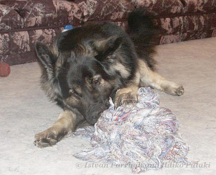 Kormos_2008-05_17M7.jpg - Kormos - Shiloh Shepherd - Seventeen Months Old - Playing with his Giant Thread-Ball