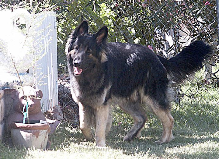 Kormos_2008-06_18M6.jpg - Kormos - Shiloh Shepherd - Eighteen Months Old - Patrolling the Backyard