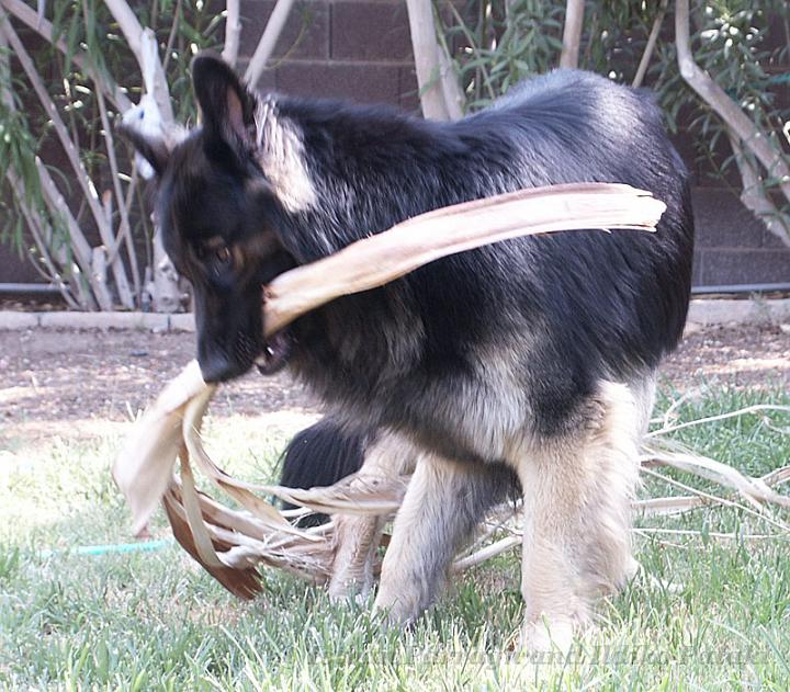 Kormos_2008-06_18M8.jpg - Kormos - Shiloh Shepherd - Eightteen Months Old - Playing with Palm Tree Branch