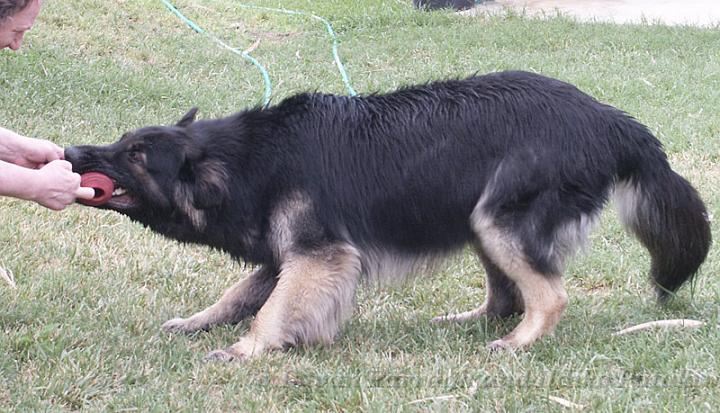 Kormos_2008-07_19M10.jpg - Kormos - Shiloh Shepherd - Nineteen Months Old - Playing Tug War