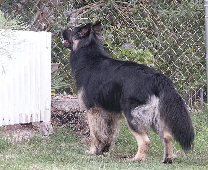 Kormos_2008-07_19M24.jpg - Kormos - Shiloh Shepherd - Nineteen Months Old - Wathing out for Birds, Cats and Geckos