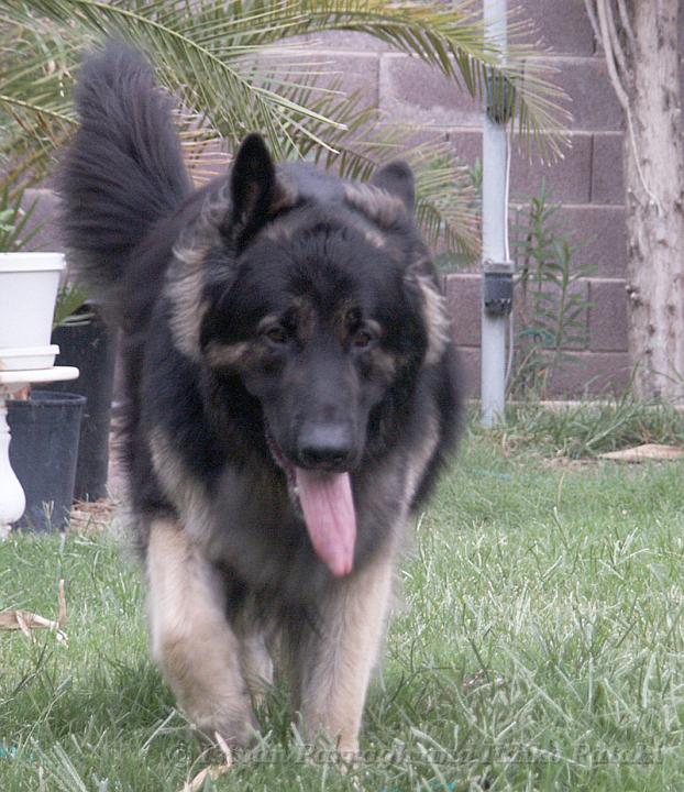 Kormos_2008-07_19M35.jpg - Kormos - Shiloh Shepherd - Nineteen Months Old - Patrolling the Backyard