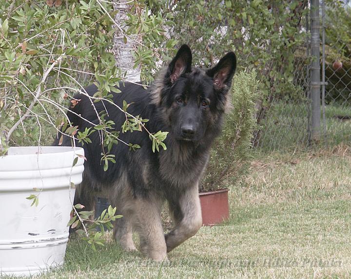 Kormos_2008-11_23M2.jpg - Kormos - Shiloh Shepherd - Twenty Three Months Old - Patrolling the Backyard