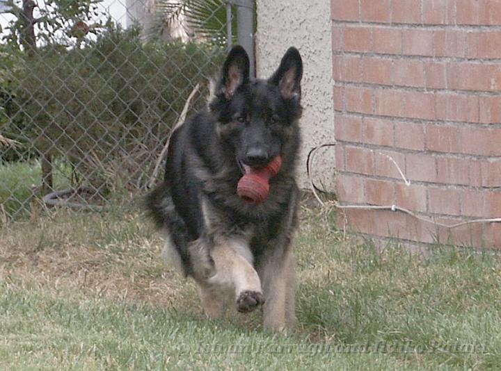 Kormos_2008-11_23M6.jpg - Kormos - Shiloh Shepherd - Twenty Three Months Old - Retrieving his Rubber Dumbell