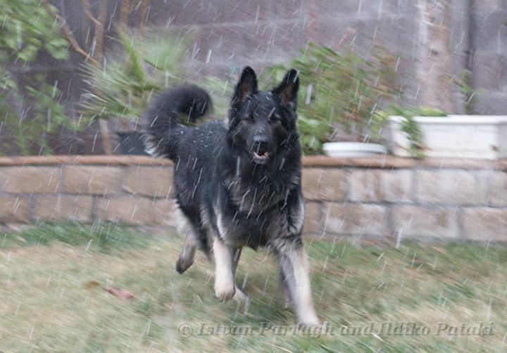 Kormos_2008-12_2Y25.jpg - Kormos - Shiloh Shepherd - Two Years Old - Playing on very rare Snowy Day