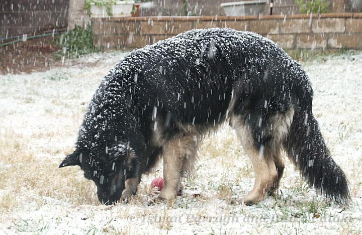 Kormos_2008-12_2Y33.jpg - Kormos - Shiloh Shepherd - Two Years Old - Checking the fresh Snow