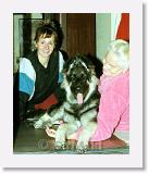 Ildi_Mama_SirMuki_1998Nov_LV25 * Ildi, Mama and Sirmuki - 5 Months old Shiloh Shepherd - in Las Vegas, Nevada - 1998 Novenber * 500 x 606 * (41KB)