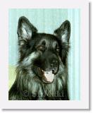 Ildi_SirMuki_2002Okt_LV16 * Sirmuki - 4 Years old Shiloh Shepherd - in Las Vegas, Nevada - 2002 Oktober * 561 x 712 * (46KB)