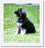 SirMuki_10W_1998Aug_B24 * Sirmuki - 10 Weeks old Shiloh Shepherd - in Las Vegas, Nevada - 1998 August * 500 x 534 * (41KB)