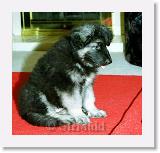 SirMuki_1998Aug_B13_10W * Sirmuki - 10 Weeks old Shiloh Shepherd - in Las Vegas, Nevada - 1998 August * 800 x 760 * (78KB)