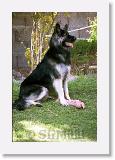 SirMuki_1999Apr_LV31 * Sirmuki - 10 Monhs old Shiloh Shepherd - in Las Vegas, Nevada - 1999 April * 500 x 764 * (69KB)