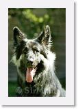 SirMuki_1999Aug_LV18 * Sirmuki - 14 Month old Shiloh Shepherd - in Las Vegas, Nevada - 1999 August * 500 x 770 * (48KB)