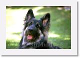 SirMuki_1999Jun_LV7 * Sirmuki - 1 Years old Shiloh Shepherd - in Las Vegas, Nevada - 1999 June * 700 x 467 * (34KB)