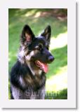 SirMuki_1999Jun_LV9 * Sirmuki - 1 Year old Shiloh Shepherd - in Las Vegas, Nevada - 1999 June * 600 x 924 * (49KB)