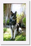 SirMuki_2000AugL_V15 * Sirmuki - 2 Years old Shiloh Shepherd - in Las Vegas, Nevada - 2000 August * 600 x 963 * (98KB)