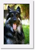 SirMuki_2000July_Aug_LV7 * Sirmuki - 2 Years old Shiloh Shepherd - in Las Vegas, Nevada - 2000 July * 500 x 777 * (43KB)