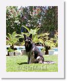 SirMuki_2000Jun_LV4 * Sirmuki - 2 Years old Shiloh Shepherd - in Las Vegas, Nevada - 2000 June * 500 x 634 * (69KB)