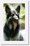 SirMuki_2000Jun_LV6 * Sirmuki - 2 Years old Shiloh Shepherd - in Las Vegas, Nevada - 1999 June * 500 x 843 * (55KB)