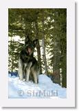 SirMuki_2000Marc_MC11 * Sirmuki - 21 Mounth old Shiloh Shepherd - in Mount Charleston, Nevada - 2000 March * 600 x 916 * (75KB)