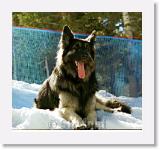 SirMuki_2000Marc_MC7 * Sirmuki - 2 Years old Shiloh Shepherd - in Mount Charleston, Nevada - 200 March * 600 x 558 * (56KB)