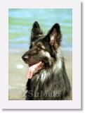 SirMuki_2001May_LM2 * Sirmuki - 3 Years old Shiloh Shepherd - in Lake Mead, Nevada - 2001 May * 500 x 709 * (49KB)