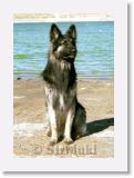 SirMuki_2001May_LM3 * Sirmuki - 3 Years old Shiloh Shepherd - in Lake Mead, Nevada - 2001 May * 500 x 706 * (59KB)