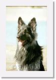 SirMuki_2001May_LM4 * Sirmuki - 3 Years old Shiloh Shepherd - in Las Vegas, Nevada - 2001 May * 500 x 791 * (32KB)